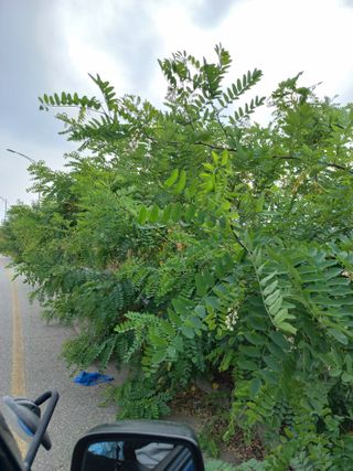 표고버섯18837님의 자유주제 · 자유게시판 작성글 사진