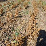 팜모닝 자유주제·자유게시판 게시글 이미지