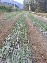 팜모닝 오늘 어떤 농작업하셨나요?·참여글 게시글 이미지