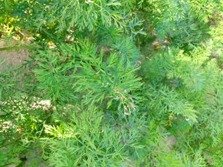 신호선님의 오늘 어떤 농작업하셨나요? · 참여글 작성글 사진