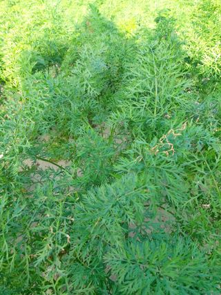 신호선님의 오늘 어떤 농작업하셨나요? · 참여글 작성글 사진