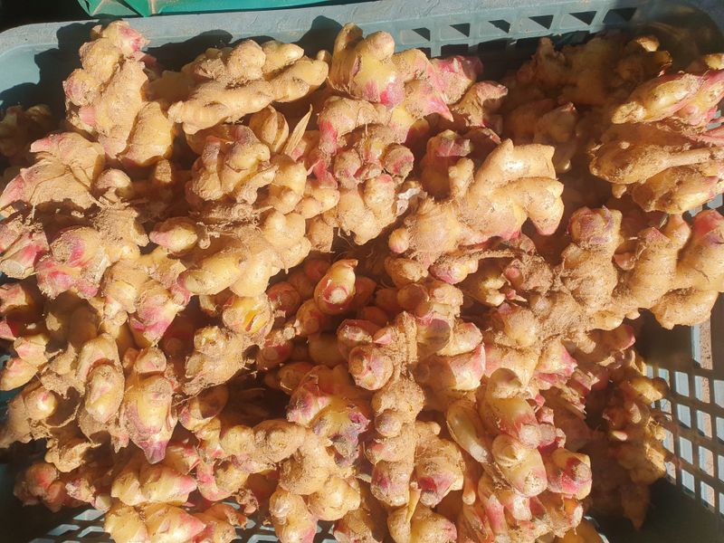 장터 상품 [흙생강1kg (판매완료)] 썸네일