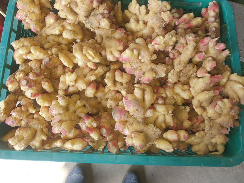 충열사호랑이님의 장터 판매 상품 [흙생강1kg (판매완료)] 첨부 사진