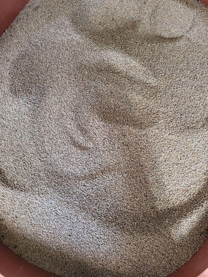 장터 상품 [햇 들깨] 썸네일