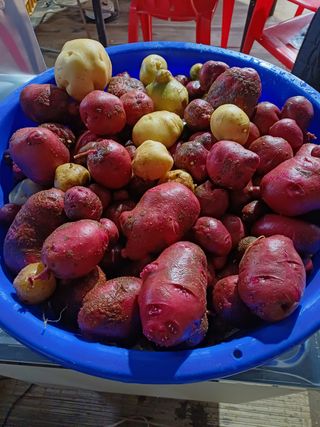 이철우님의 감자 · 영농일지 작성글 사진