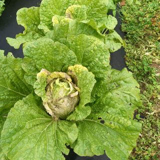 순율입니다님의 배추 · 일상 작성글 사진