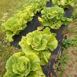 순율입니다님의 배추 · 일상 작성글 사진