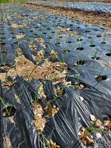 팜모닝 오늘 어떤 농작업하셨나요?·참여글 게시글 이미지