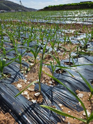 (장수 차행준)님의 오늘 어떤 농작업하셨나요? · 참여글 작성글 사진