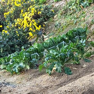 장유경만점자님의 오늘 어떤 농작업하셨나요? · 참여글 작성글 사진