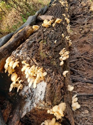 정상훈님의 오늘 어떤 농작업하셨나요? · 참여글 작성글 사진