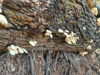 정상훈님의 오늘 어떤 농작업하셨나요? · 참여글 작성글 사진