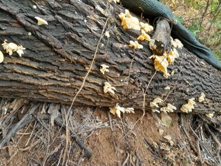 정상훈님의 오늘 어떤 농작업하셨나요? · 참여글 작성글 사진