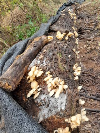 정상훈님의 오늘 어떤 농작업하셨나요? · 참여글 작성글 사진