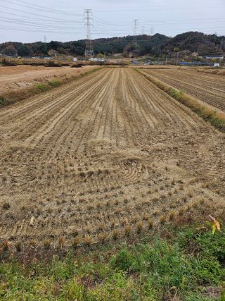 전복수님의 오늘 어떤 농작업하셨나요? · 참여글 작성글 사진