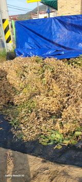 팜모닝 콩·자유게시판 게시글 이미지