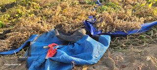 구자룡님의 콩 · 자유게시판 작성글 사진