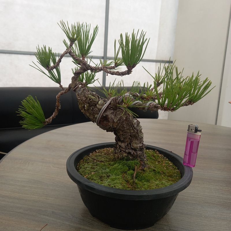 장터 상품 [소나무분재] 썸네일