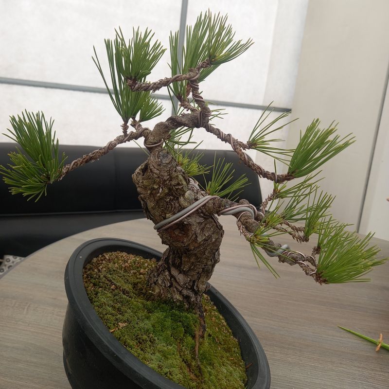 두림님의 장터 판매 상품 [소나무분재] 첨부 사진