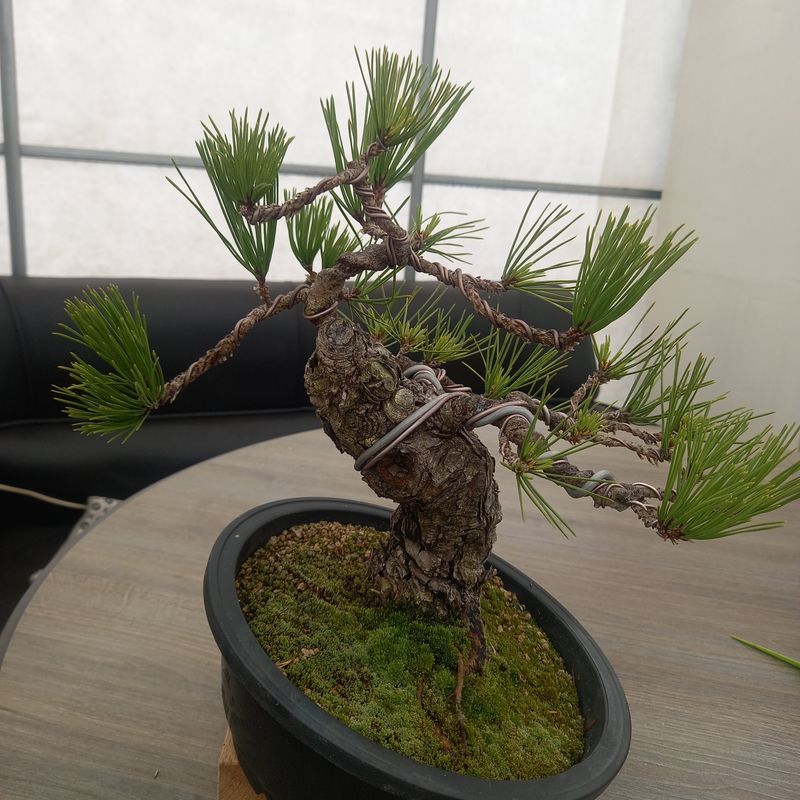 두림님의 장터 판매 상품 [소나무분재] 첨부 사진