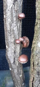 팜모닝 오늘 어떤 농작업하셨나요?·참여글 게시글 이미지