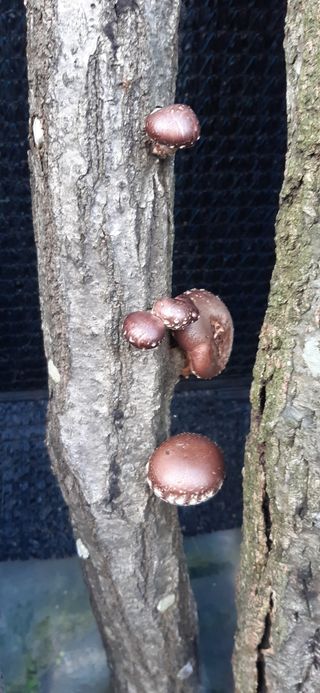 마당쇠님의 오늘 어떤 농작업하셨나요? · 참여글 작성글 사진