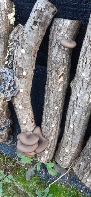 마당쇠님의 오늘 어떤 농작업하셨나요? · 참여글 작성글 사진