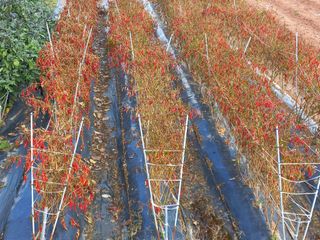 박린님의 고추 · 수확 작성글 사진