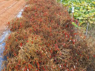 박린님의 고추 · 수확 작성글 사진