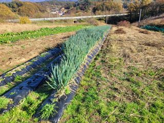 여우내 이순홍님의 파 · 자유게시판 작성글 사진
