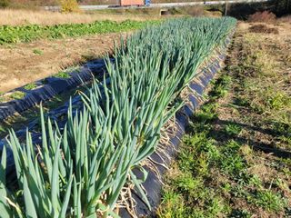 여우내 이순홍님의 파 · 자유게시판 작성글 사진