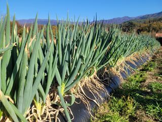 여우내 이순홍님의 파 · 자유게시판 작성글 사진
