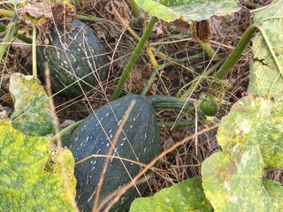 박린님의 호박 · 자유게시판 작성글 사진