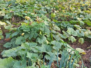 박린님의 호박 · 자유게시판 작성글 사진