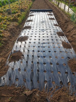 김화연님의 오늘 어떤 농작업하셨나요? · 참여글 작성글 사진