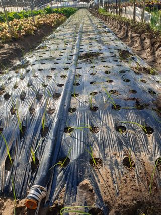 김화연님의 오늘 어떤 농작업하셨나요? · 참여글 작성글 사진
