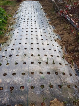 함평초보농민김지선님의 오늘 어떤 농작업하셨나요? · 참여글 작성글 사진