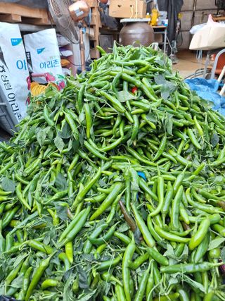 김광수님의 오늘 어떤 농작업하셨나요? · 참여글 작성글 사진