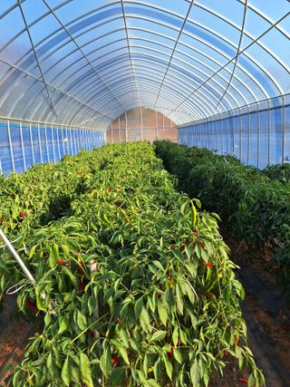 김광수님의 오늘 어떤 농작업하셨나요? · 참여글 작성글 사진