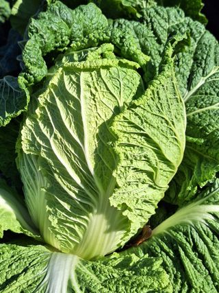 김광수님의 오늘 어떤 농작업하셨나요? · 참여글 작성글 사진