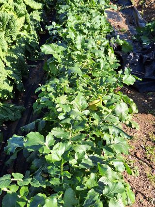 김광수님의 오늘 어떤 농작업하셨나요? · 참여글 작성글 사진