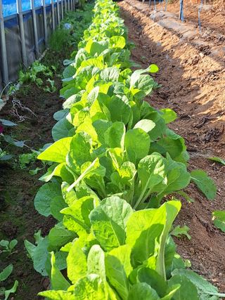 김광수님의 오늘 어떤 농작업하셨나요? · 참여글 작성글 사진