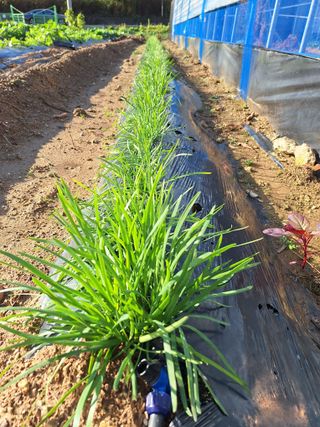 김광수님의 오늘 어떤 농작업하셨나요? · 참여글 작성글 사진