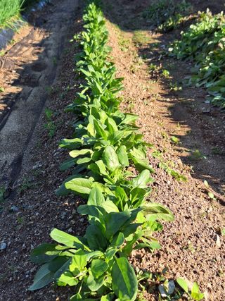 김광수님의 오늘 어떤 농작업하셨나요? · 참여글 작성글 사진
