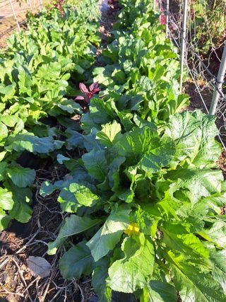 김광수님의 오늘 어떤 농작업하셨나요? · 참여글 작성글 사진