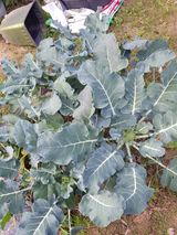 팜모닝 오늘 어떤 농작업하셨나요?·참여글 게시글 이미지