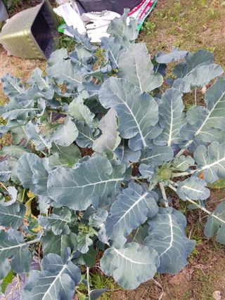 함평초보농민김지선님의 오늘 어떤 농작업하셨나요? · 참여글 작성글 사진