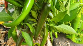 전영순님의 오늘 어떤 농작업하셨나요? · 참여글 작성글 사진