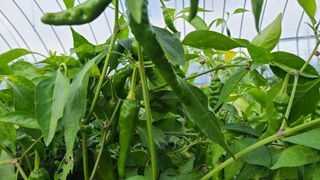 전영순님의 오늘 어떤 농작업하셨나요? · 참여글 작성글 사진