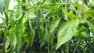 전영순님의 오늘 어떤 농작업하셨나요? · 참여글 작성글 사진